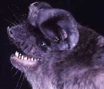 Image result for Eqauletted Fruit Bat