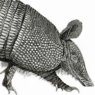 Image result for Armadillo Silhouette