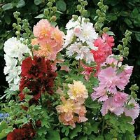 Image result for Alcea rosea majorette white