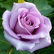 Image result for Rosa Blue Moon (R)