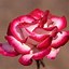 Image result for Dusty Rose Color Flowers