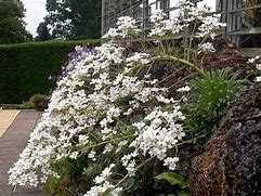 Image result for Saxifraga calabrica Tumbling Waters