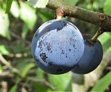 Image result for sloes