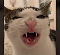 Image result for Cat Stare Meme Eating