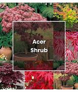 Image result for Acer Plants Care
