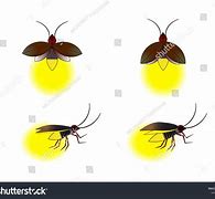 Image result for Firefly Vector
