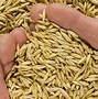 Image result for Oats in Field