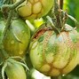 Image result for Common Tomato Problems