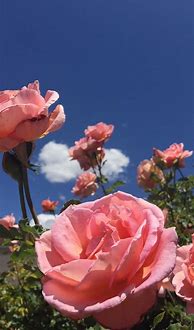 Image result for Desktop Wallpaper HD Aesthetic Pink Flowers