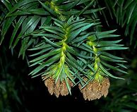 Image result for cunninghamia_lanceolata