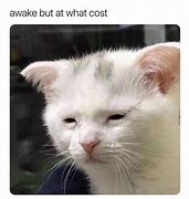 Image result for Tired White Cat Meme
