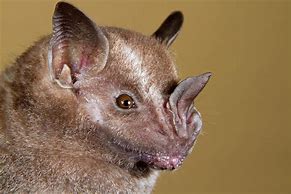 Image result for Mexican Fruit Bat