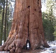 Image result for Biggest Tree in the World Next to Human