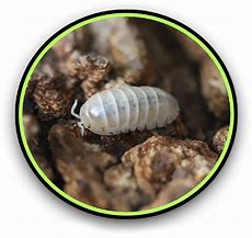 Image result for Isopod Eyes