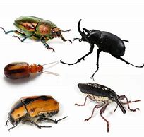 Image result for Difference Between Beetle and Bug