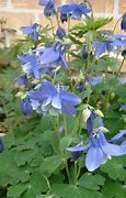 Image result for Aquilegia alpina