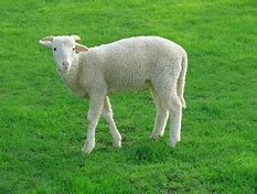 Image result for Domestic sheep