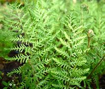 Image result for Dryopteris filix-mas Linearis Polydactyla