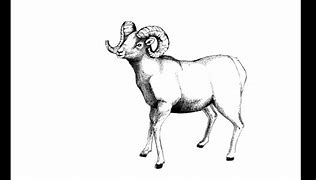 Image result for Animated Ram