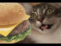 Image result for Kitten Can I Haz Cheezburger