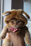 Image result for Cute Cat Halloween Costumes