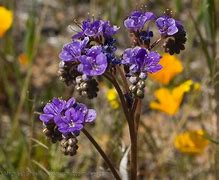 Image result for Identify Arizona Wildflowers