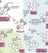 Image result for Forgetting Cells