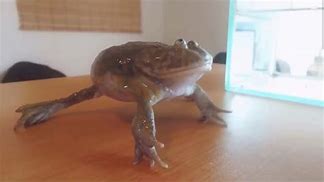 Image result for Rage Frog