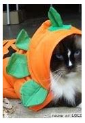 Image result for Cat Costume Meme