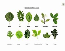 Image result for Apple Tree Identification by Leaf