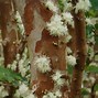 Image result for Grape Tree Plant