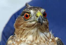 Image result for Colored Hawk Eye