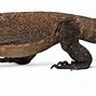 Image result for Largest Lizard