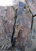 Image result for WW1 Remains