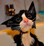 Image result for Wet Kitten Face Meme