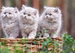 Image result for Cat Wallpaper 1366X768