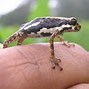 Image result for Cameroon Toad