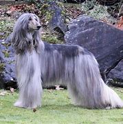 Image result for afghan hound