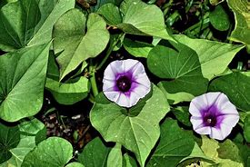 Image result for Potato Vine Flower