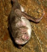 Image result for Wild Kratts Vampire Bat