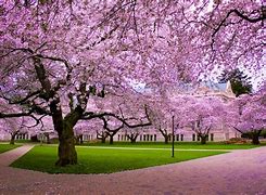 Image result for Cherry Blossom Wallpaper for Computer