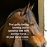 Image result for Horse Quotes for Girls