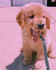 Image result for Adorable Dogs Aesthetic