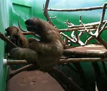 Image result for Bing Wallpaper with Sloth
