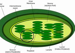 Image result for chloroplasty