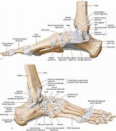 Image result for Foot Ankle Anatomy