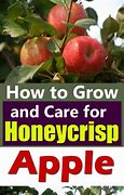Image result for Honeycrisp Apple Trees Growing Zones