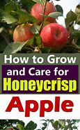 Image result for Honeycrisp Apple Growing Zone