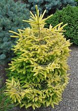 Image result for Picea Orientalis Firefly