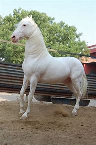 Image result for Marwari Foal